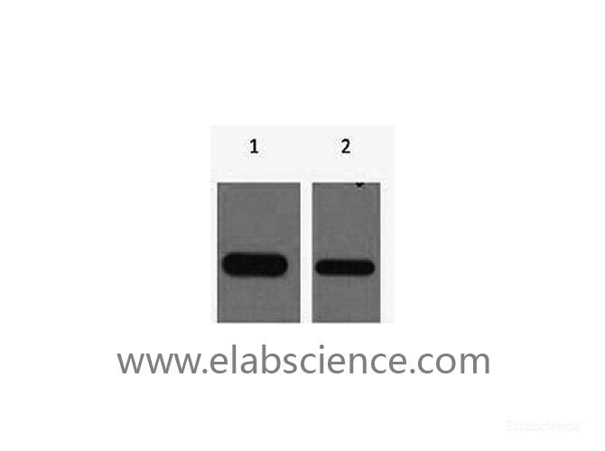 Western Blot analysis of Recombinant protein using Flag-Tag Monoclonal Antibody at dilution of 1) 1:5000, 2) 1:10000.