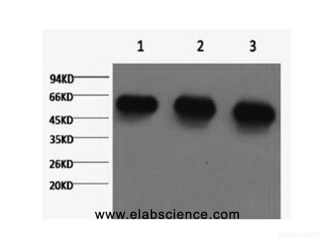 Western Blot analysis of 1) Hela, 2) Rat brian, 3) Mouse brain using alpha Tubulin Monoclonal Antibody at dilution of 1:5000.