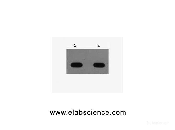 Western Blot analysis of Avi recombinant protein using Avi-Tag Monoclonal Antibody at dilution of 1) 1:5000 2) 1:10000.