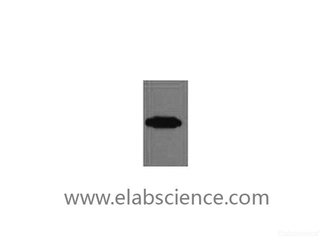 Western Blot analysis of recombinant RFP protein using RFP-Tag Monoclonal Antibody at dilution of 1:10000.