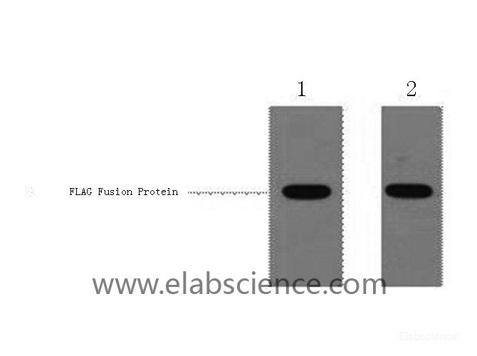 Western Blot analysis of 1ug Flag fusion protein using Flag-Tag Polyclonal Antibody at dilution of 1:1000.