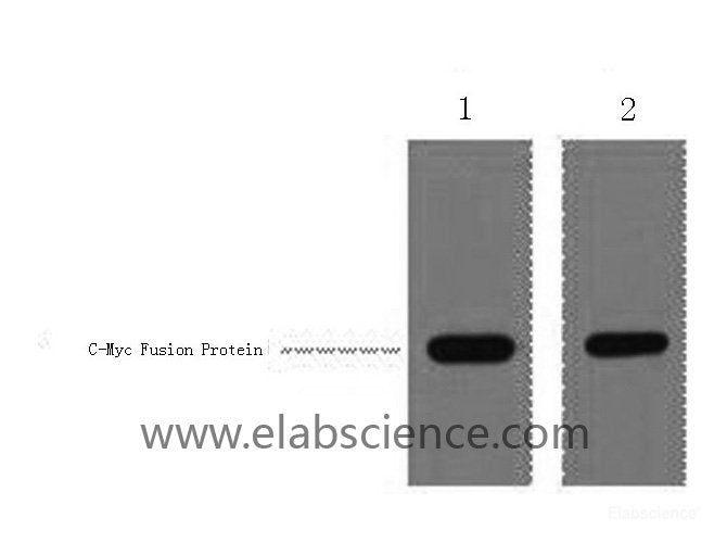 Western Blot analysis of 1ug C-Myc fusion protein using Myc-Tag Polyclonal Antibody at dilution of 1:1000.