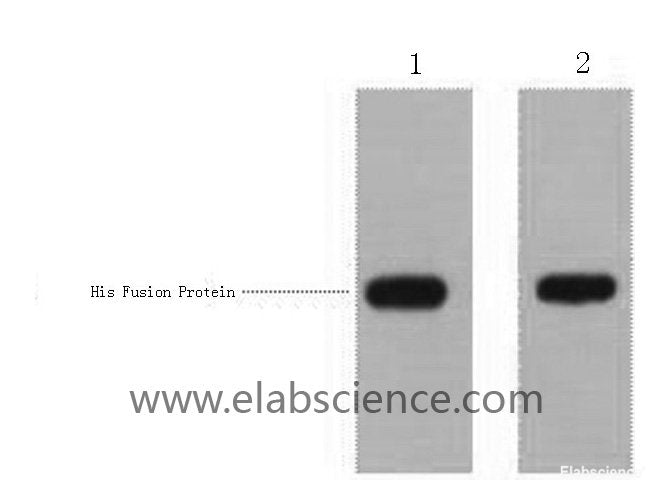 Western Blot analysis of 1ug His fusion protein using His-Tag Polyclonal Antibody at dilution of 1:1000.