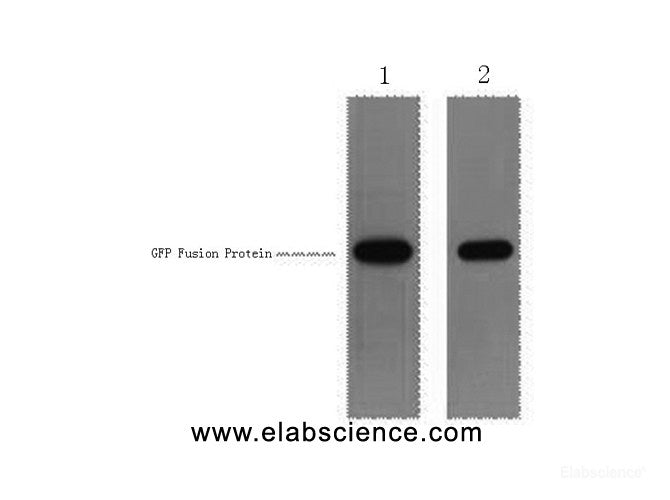 Western Blot analysis of 1ug GFP fusion protein using GFP-Tag Polyclonal Antibody at dilution of 1) 1:5000 2) 1:1000.