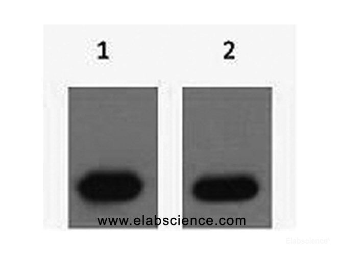 Western Blot analysis of mCherry recombinant protein using mCherry-Tag Polyclonal Antibody at dilution of 1) 1:5000 2) 1:1000.