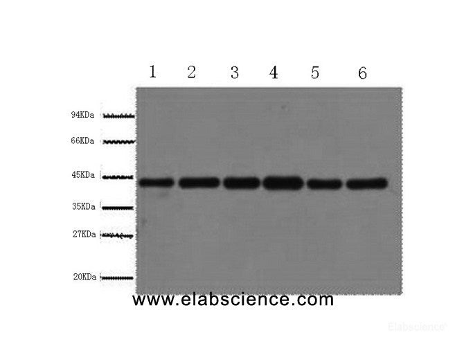 Western Blot analysis of HepG2, Rat liver, Mouse kidney, Rabbit testic, Sheep lung, 293T using beta actin Polyclonal Antibody at dilution of 1:1000.