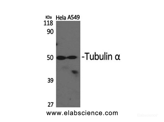 Western Blot analysis of Hela, A549 cells using alpha Tubulin Polyclonal Antibody at dilution of 1:2000.