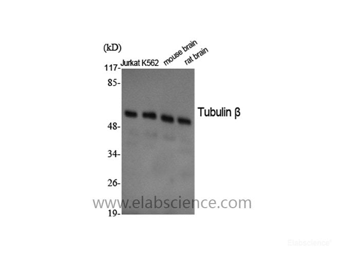 Western Blot analysis of various cells using beta Tubulin Polyclonal Antibody at dilution of 1:2000.