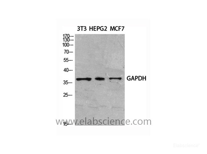 Western Blot analysis of various cells using GAPDH Polyclonal Antibody at dilution of 1:2000.