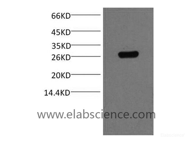 Western Blot analysis of 0.2ug GST protein, using GST Monoclonal Antibody at dilution of 1:5000.