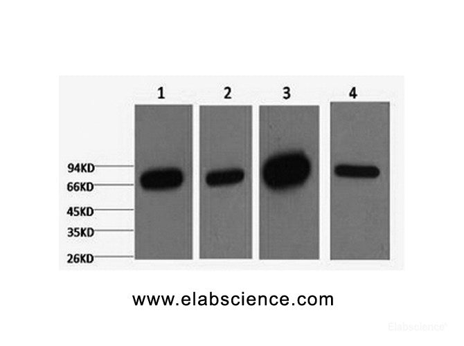 Western Blot analysis of 1) HepG2, 2) 293T, 3) Mouse brain, 4) Rat brain using Lamin B1 Monoclonal Antibody at dilution of 1:5000.