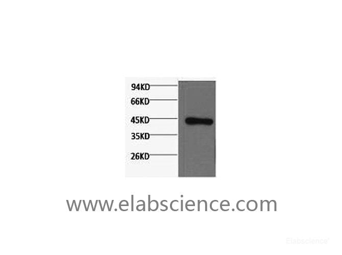 Western Blot analysis of Hela cells using beta actin Monoclonal Antibody at dilution of 1:3000.