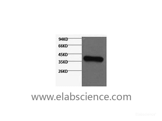 Western Blot analysis of Hela cells using GAPDH Monoclonal Antibody at dilution of 1:3000.