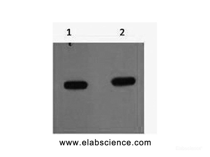 Western Blot analysis of mCherry recombinant protein using mCherry Monoclonal Antibody at dilution of 1) 1:5000 2) 1:10000.