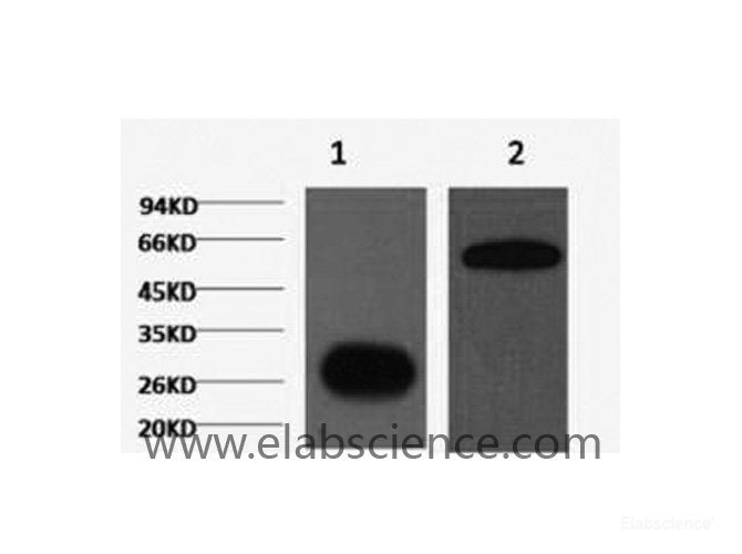 Western Blot analysis of 1) GFP Mock (control), 2) GFP+ target protein using GFP Monoclonal Antibody at dilution of 1:5000.