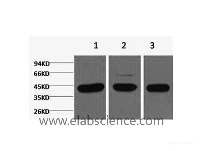 Western Blot analysis of 1) Hela, 2) Mouse brain, 3) Rat brain using beta actin Monoclonal Antibody at dilution of 1:5000.