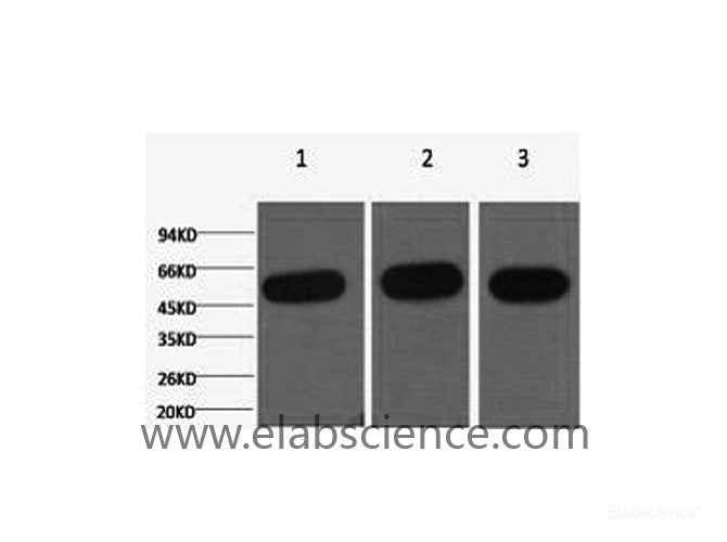 Western Blot analysis of 1) Hela, 2) Mouse kidney, 3) Rat heart using beta Tubulin Monoclonal Antibody at dilution of 1:5000.