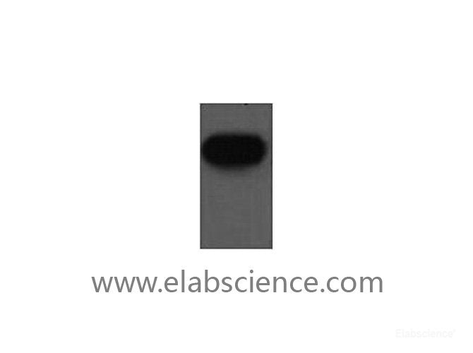 Western Blot analysis of His-MBP-HA recombinant protein using HA-Tag Monoclonal Antibody at dilution of 1:10000.