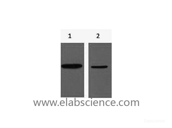 Western Blot analysis of 1) His-MBP recombinant protein, 2) His-Tag transfected 293T using His-Tag Monoclonal Antibody at dilution of 1:10000.