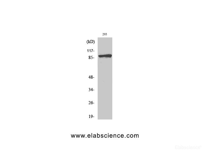 Western Blot analysis of 293T cells using Phospho-Catenin beta (Ser37) Polyclonal Antibody at dilution of 1:2000