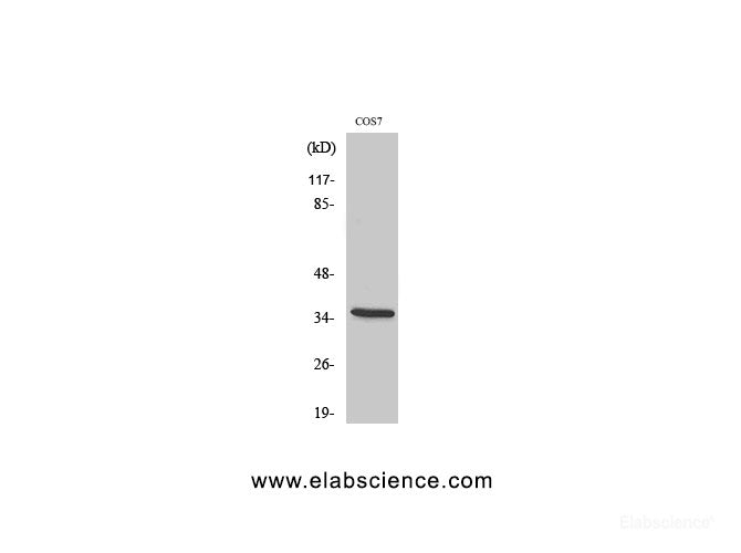 Western Blot analysis of COS-7 cells with Phospho-IkB alpha (Ser32/S36) Polyclonal Antibody