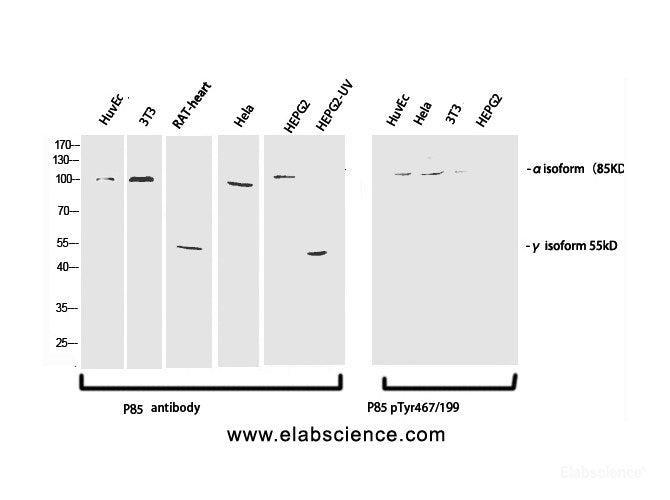 Western Blot analysis of various cells using Phospho-PI 3 kinase p85 alpha /gamma (Tyr467/199) Polyclonal Antibody at dilution of 1:1000