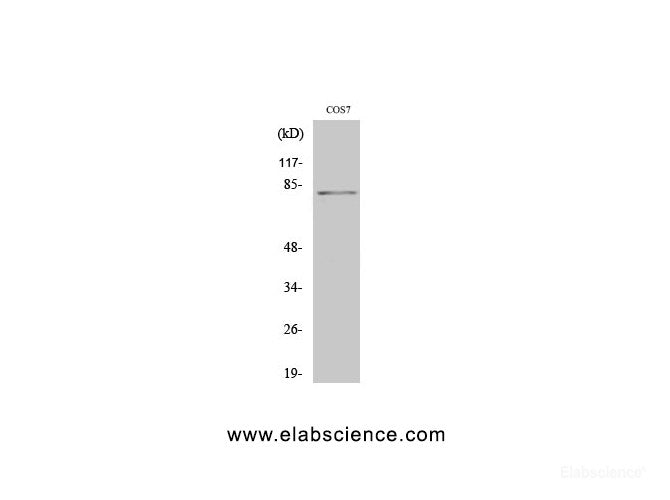 Western Blot analysis of COS7 cells with Phospho-Stat4 (Tyr693) Polyclonal Antibody at dilution of 1:2000