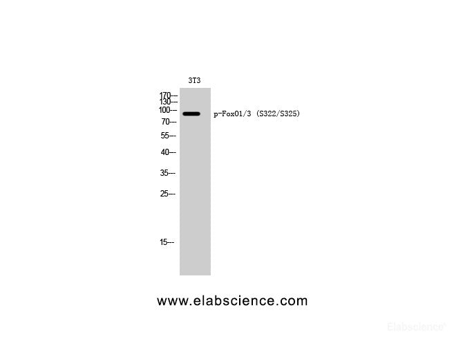 Western Blot analysis of 3T3 cells with Phospho-FoxO1/3 (Ser322/S325) Polyclonal Antibody