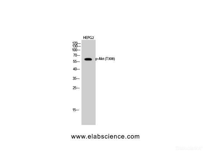Western Blot analysis of HepG2 cells using Phospho-AKT1 (Thr308) Polyclonal Antibody at dilution of 1:1000