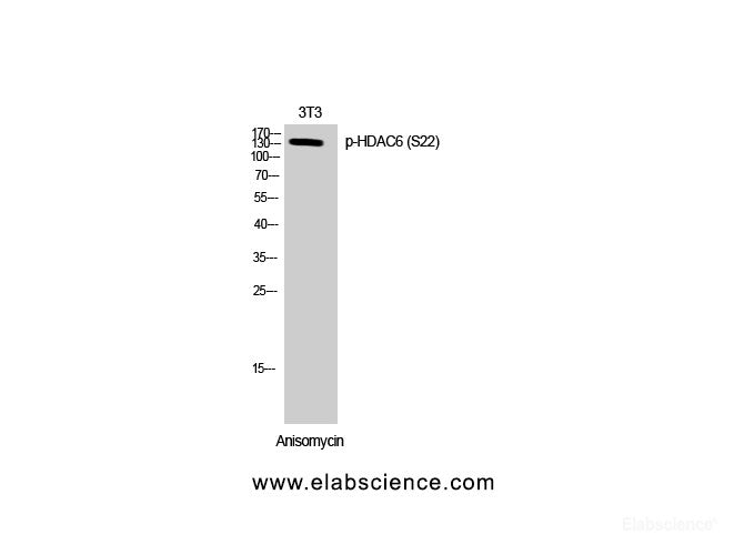 Western Blot analysis of 3T3 cells with Phospho-HDAC6 (Ser22) Polyclonal Antibody at dilution of 1:500