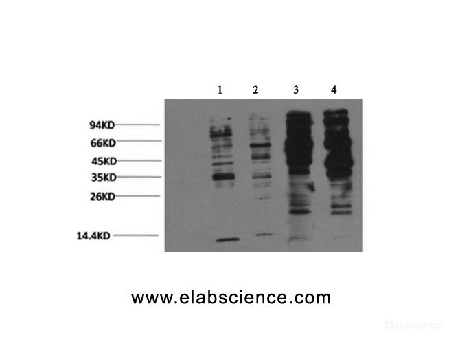 Western Blot analysis of 1) Jurkat, 2) 293T, 3) Rat brain, 4) Mouse brain with Phosphotyrosine Monoclonal Antibody at dilution of 1:2000