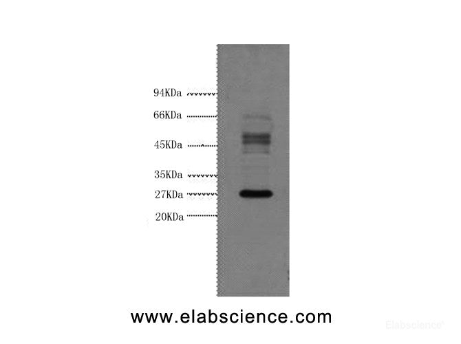 Western Blot analysis of Hela cells using Galectin 3 Monoclonal Antibody at dilution of 1:3000.