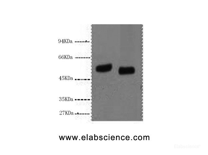 Western Blot analysis of 293T cells using p53 Monoclonal Antibody at dilution of 1) 1:1000 2) 1:2000.