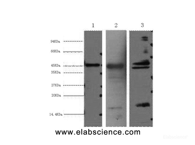 Western Blot analysis of 1) Hela, 2) Mouse heart, 3) Rat heart using AQP4 Monoclonal Antibody at dilution of 1:2000.