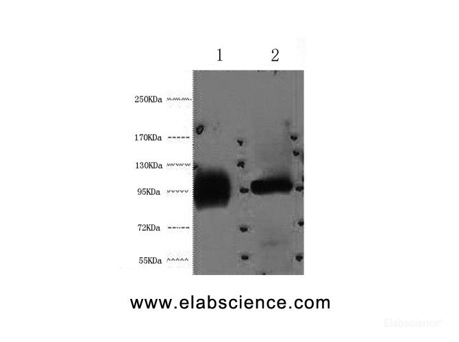 Western Blot analysis of 1) Hela, 2) 293T cells using ABCB5 Monoclonal Antibody at dilution of 1:2000.