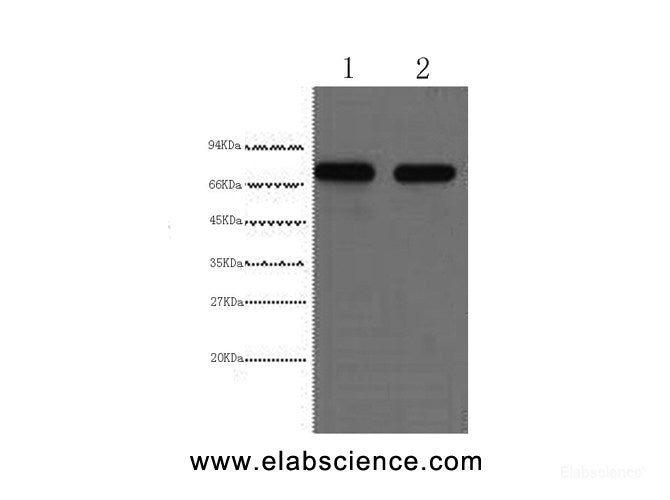 Western Blot analysis of HepG2 cells using AFP Monoclonal Antibody at dilution of 1:2000.