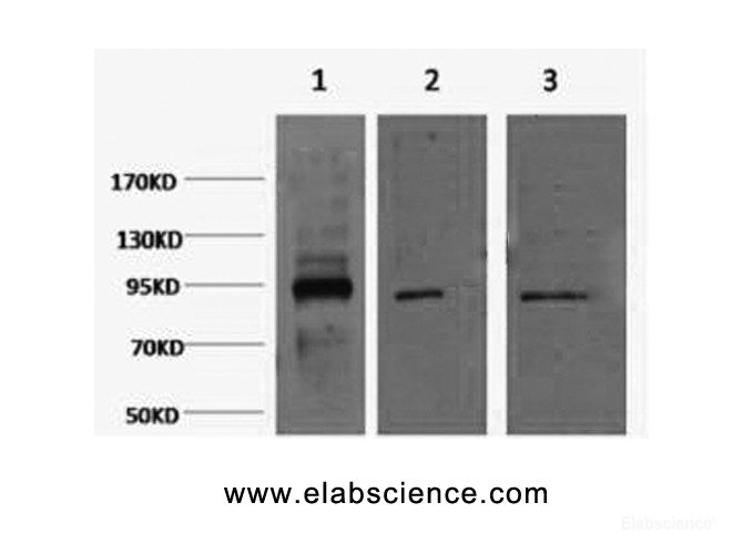 Western Blot analysis of 1) Hela, 2) Jurkat, 3) HepG2 cells using Oct-1/2 Monoclonal Antibody at dilution of 1:2000.
