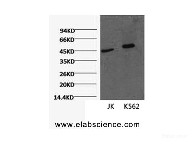Western Blot analysis of 1) Jurkat, 2) K562 cells using CD16 Monoclonal Antibody at dilution of 1:2000.