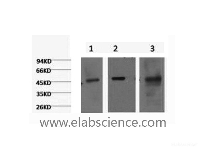 Western Blot analysis of 1) Hela, 2) HepG2, 3) Mouse skeletal muscle using CK-18 Monoclonal Antibody at dilution of 1:1000.