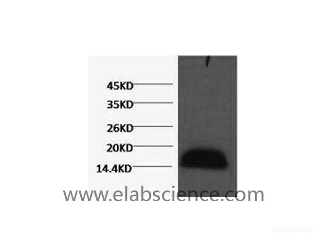 Western Blot analysis of Zebrafish skeletal muscle using Histone H3 Monoclonal Antibody at dilution of 1:2000.