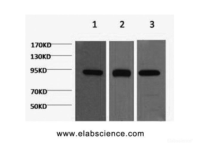 Western Blot analysis of 1) Hela, 2) Mouse brain, 3) Rat brain using HSP90 beta Monoclonal Antibody at dilution of 1:2000.