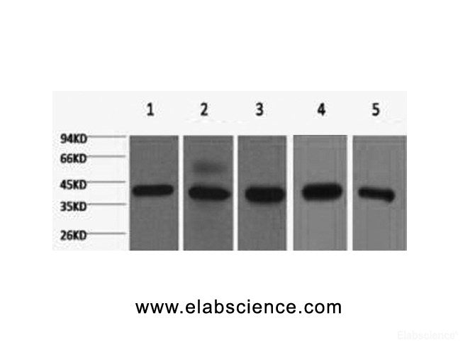 Western Blot analysis of 1) 293T, 2) Hela, 3) HepG2, 4) Mouse brain with eIF4A1 Monoclonal Antibody.