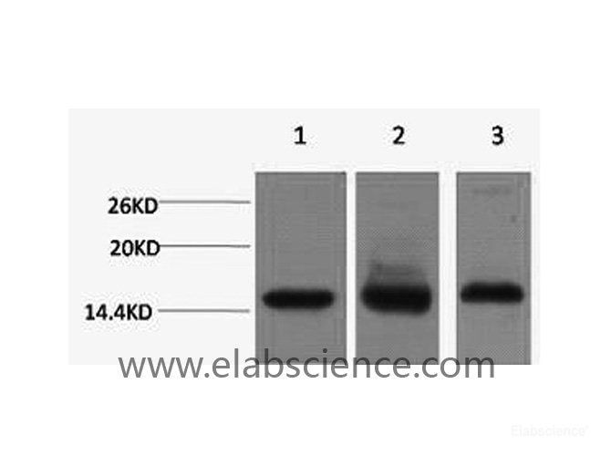 Western Blot analysis of 1) Hela, 2) RAW264.7, 3) Rat testis using Histone H3 Monoclonal Antibody at dilution of 1:1000.