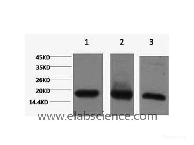 Western Blot analysis of 1) Hela, 2) RAW264.7, 3) Rat testis using Histone H3 Monoclonal Antibody at dilution of 1:2000.