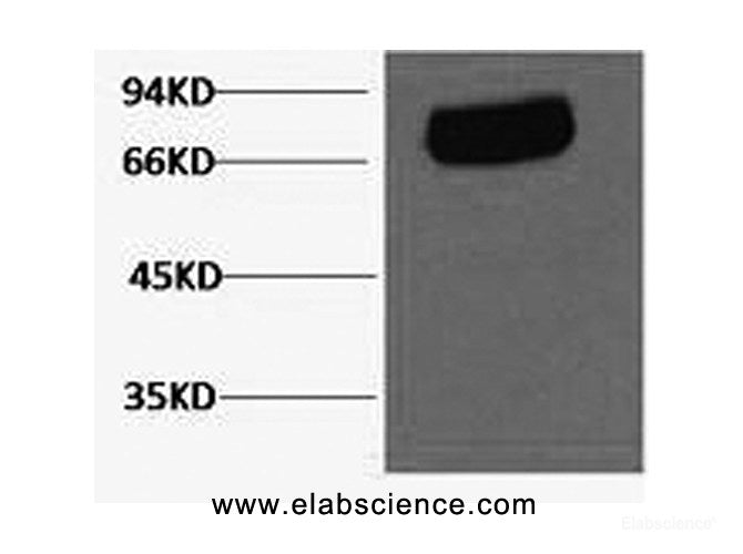 Western Blot analysis of Human serum using Transferrin Monoclonal Antibody at dilution of 1:2000.