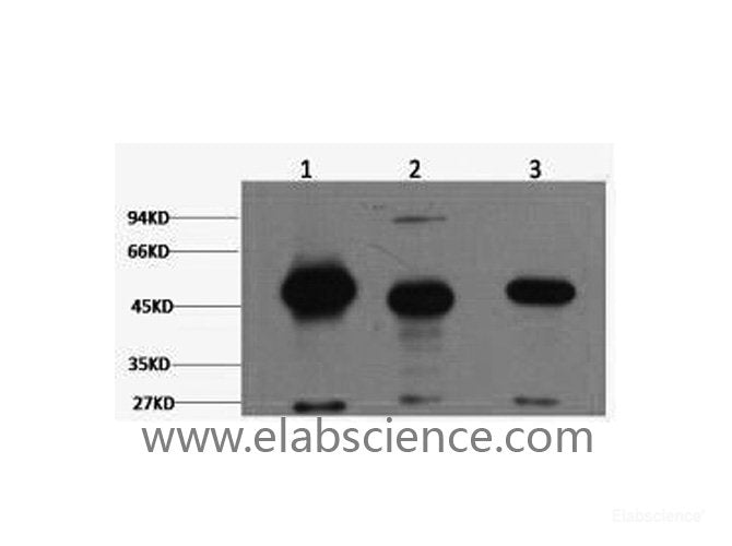 Western Blot analysis of 1) Mouse brain, 2) Rat brain using FH Monoclonal Antibody at dilution of 1:2000.