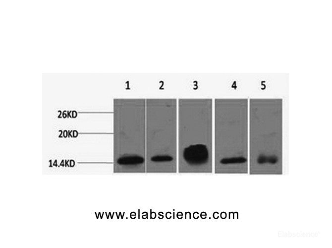 Western Blot analysis of 1) Hela, 2) 3T3, 3) Raw264.7, 4) Rat brain, 5) Rat kidney using Histone H2B Monoclonal Antibody at dilution of 1:2000.