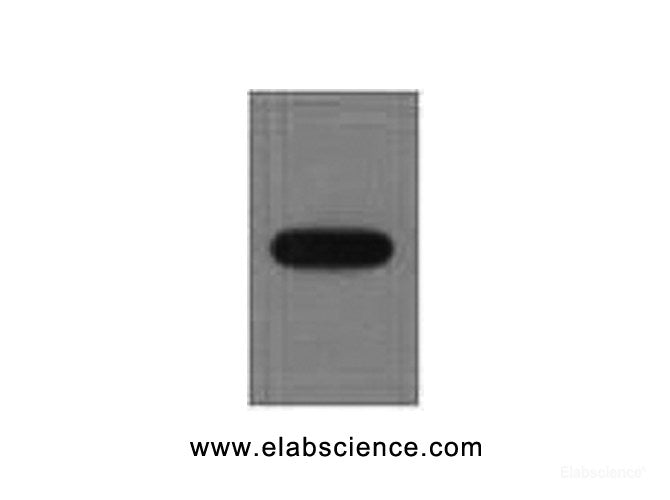 Western Blot analysis of recombinant EYFP protein using EYFP Monoclonal Antibody at dilution of 1:10000.