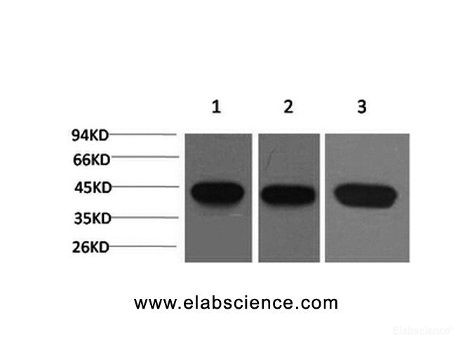 Western Blot analysis of 1) Hela, 2) 3T3, 3) Rat brain with ACTA2 Monoclonal Antibody.
