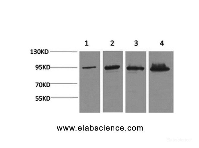 Western Blot analysis of 1) Hela, 2) 293T, 3) Mouse liver, 4) Rat liver with Catenin beta Monoclonal Antibody